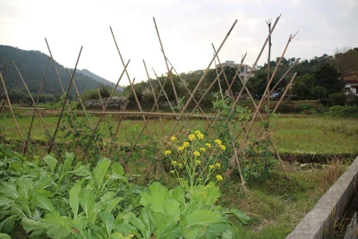 Yunfu - Photo 2