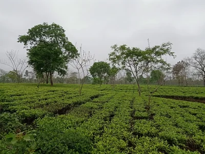 Golaghat - Photo 3