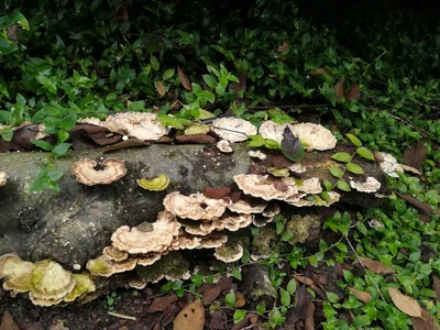 Tandayapa - Photo 2