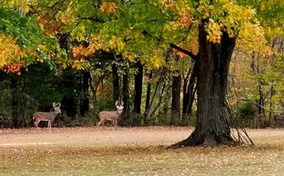 Carterville - Photo 3