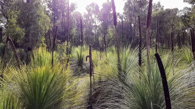 Forrest - Photo 3