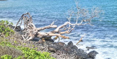 Maui - Photo 4