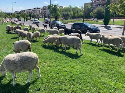 Majadahonda - Photo 3