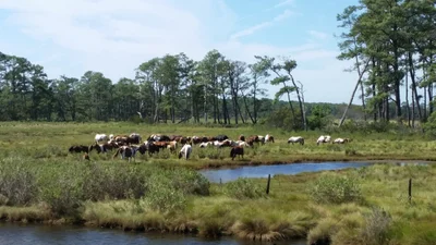 Chincoteague - Photo 2