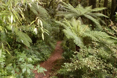 Owhango - Photo 5