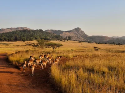 Mlilwane Wildlife Sanctuary - Photo 2