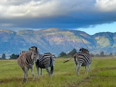 Mlilwane Wildlife Sanctuary - Photo 5