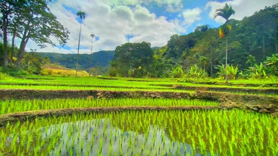 Koanara - Photo 2