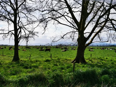 Ngatea - Photo 4