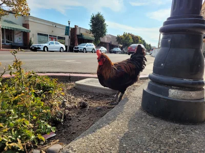 Arroyo Grande - Photo 4