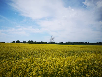 Innisfil - Photo 3