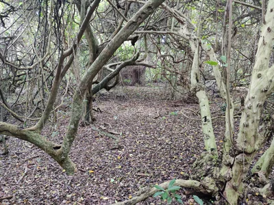 Maputaland Coastal Forest Reserve - Photo 2