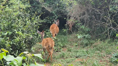 Maputaland Coastal Forest Reserve - Photo 3