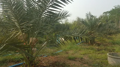 Na Di - Photo 2