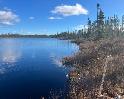 Gander - Photo 2