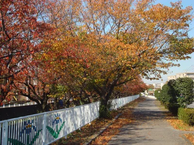 Yoshikawa - Photo 2