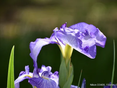 Nagai - Photo 2