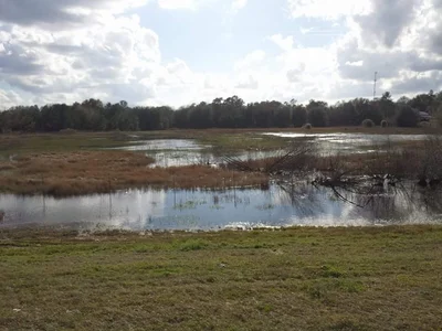 Live Oak - Photo 4