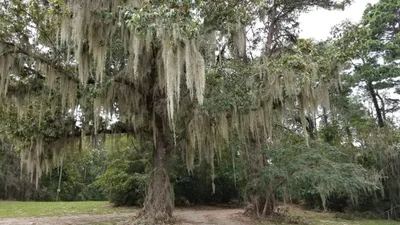 Cordele - Photo 3