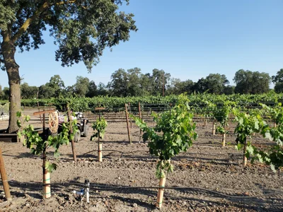 Lodi - Photo 3