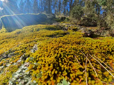 Ophir - Photo 3