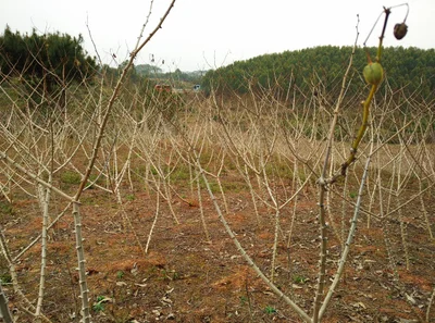 Guiping - Photo 4