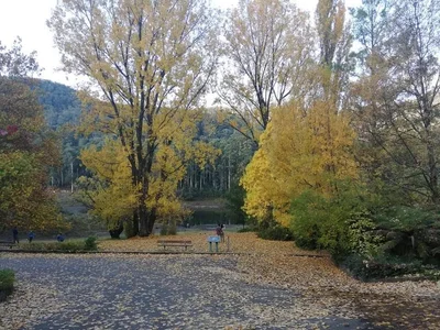 Bogong - Photo 3