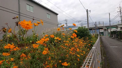 Shikokuchuo - Photo 2