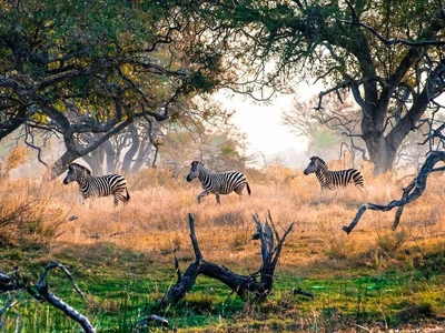 Okavango Delta - Photo 5