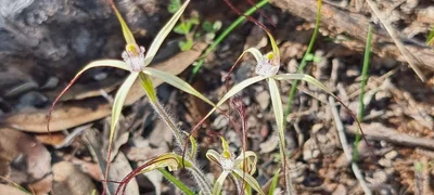Moora - Photo 2