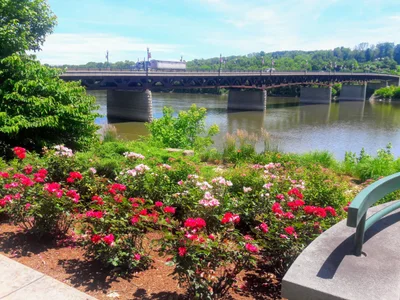 Owego - Photo 2