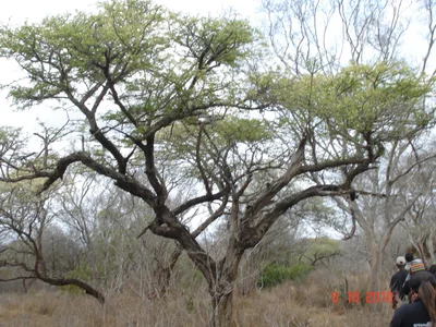 Mkuze - Photo 2