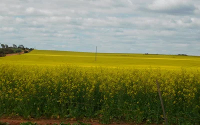 Mingenew - Photo 4