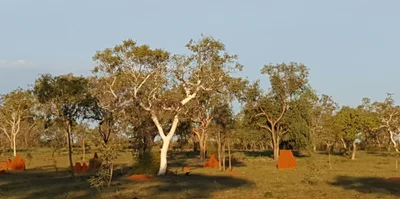 Fitzroy Crossing - Photo 3