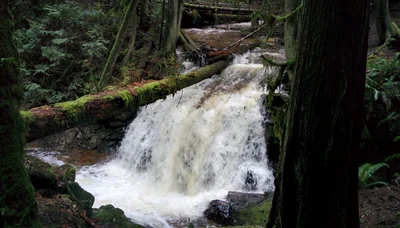 Area D (Roberts Creek) - Photo 5