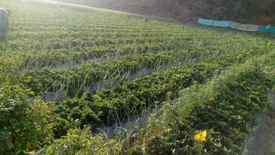 Avakali - Photo 5