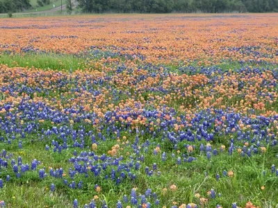 Navasota - Photo 5