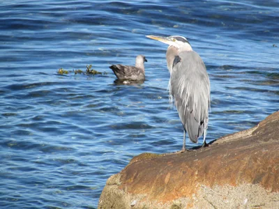 Powell River - Photo 5