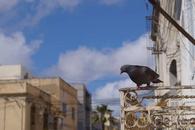 Marsa - Photo 4