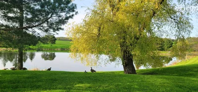 Shelburne - Photo 4