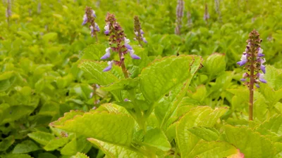 Athipotta - Photo 4