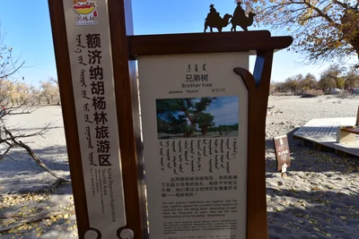 Alashanyou Qi - Photo 4