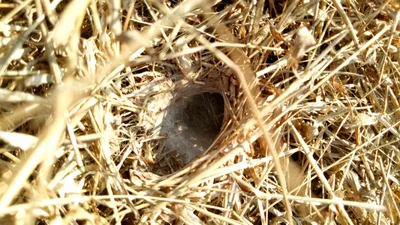 Khubi - Photo 3