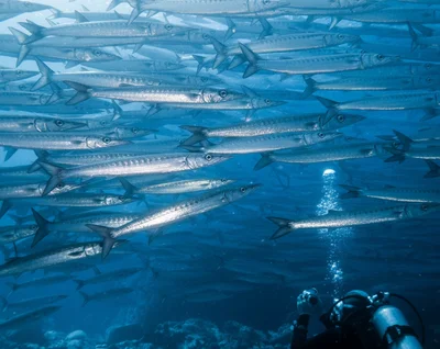 Malpelo Island - Photo 4