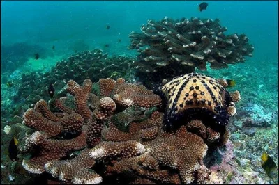 Malpelo Island - Photo 5