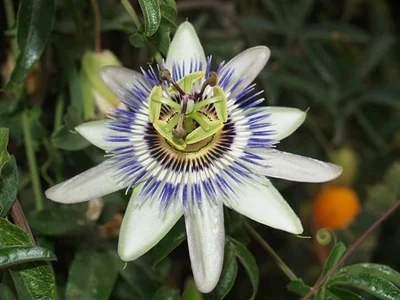 Gardena - Photo 3