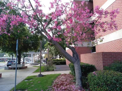 Glendora - Photo 5