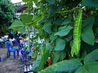 Li - Photo 2