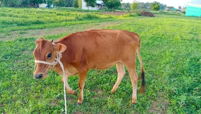 Hanumanthapuram - Photo 4