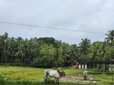 Kanhangad - Photo 2